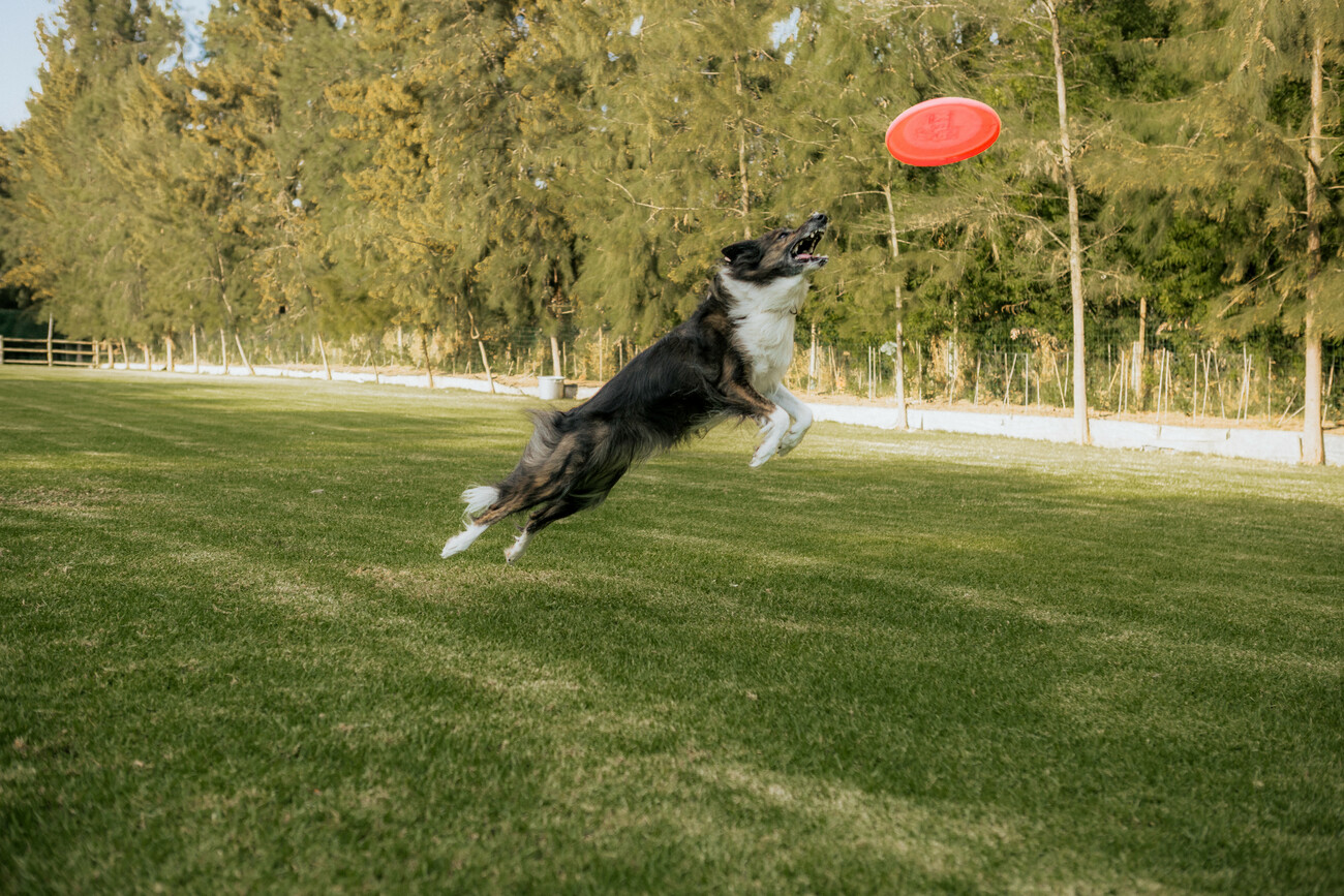 dog entering a transportation van