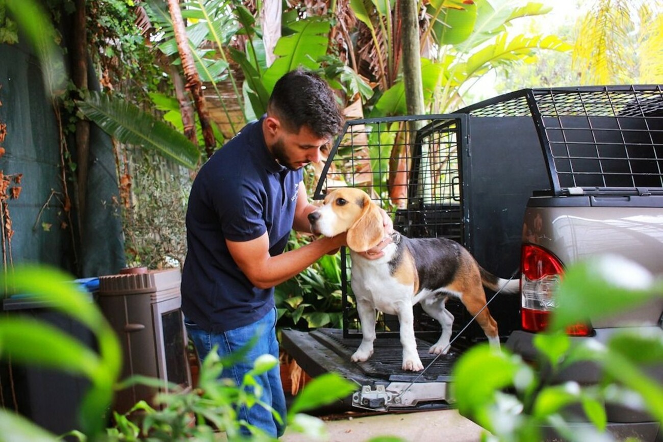 dog being washed and brushed